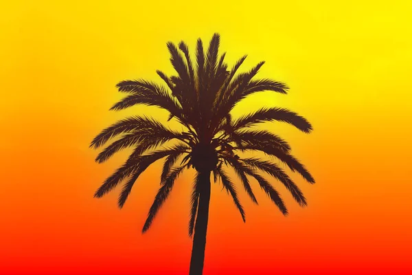 Palm Träd Siluett Bakgrunden Röd Orange Solnedgång — Stockfoto