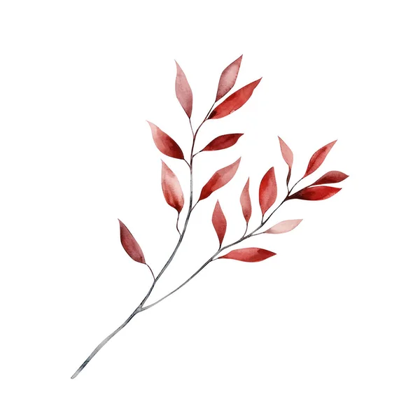 赤い秋の植物の枝の水彩は白い背景で隔離されました 植物エレメントデザイン — ストック写真