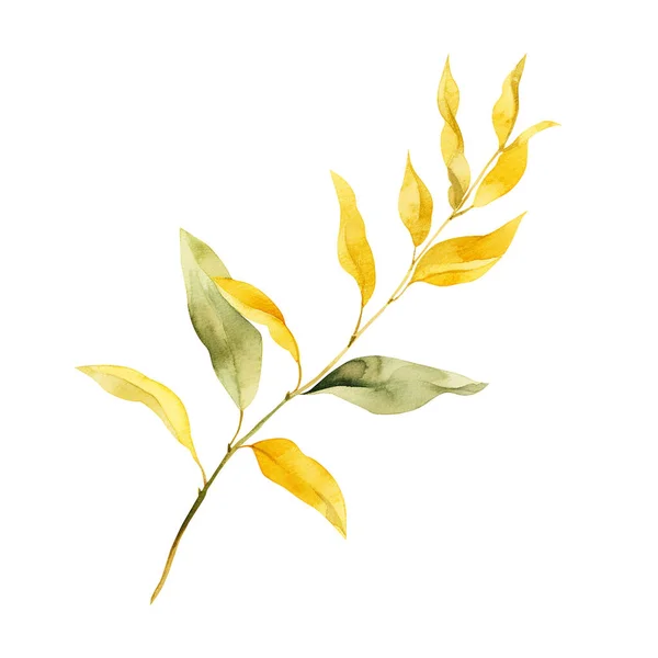Żółta Jesienna Gałąź Rośliny Akwarela Izolowana Białym Tle Projekt Elementu — Zdjęcie stockowe