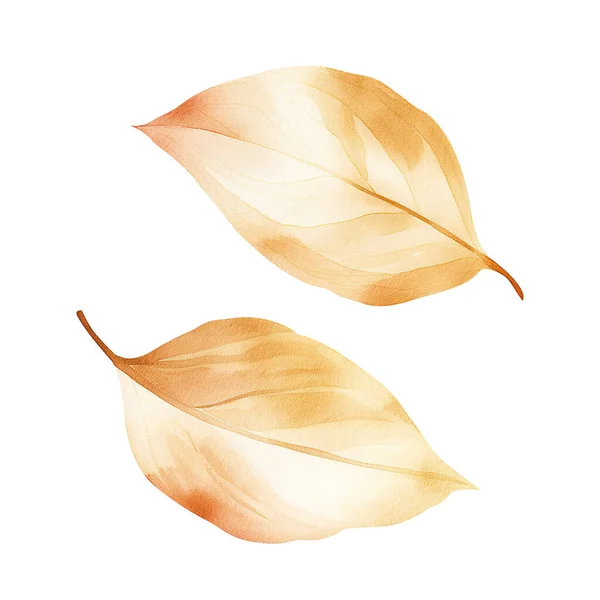 Složení Dvou Zlatých Podzimních Akvarelových Listů Izolovaných Bílém Pozadí Návrh — Stock fotografie