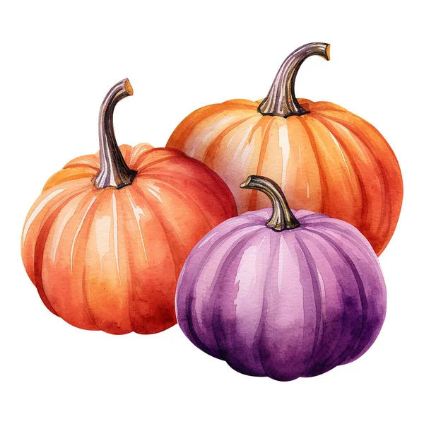 Several watercolor pumpkins on white background. Autumn healthy food illustration.