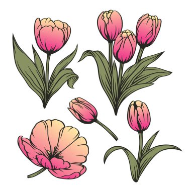 Lale çiçeği ve tomurcuk bağlama seti. Tasarım dekorasyonu için vektör ögeleri.