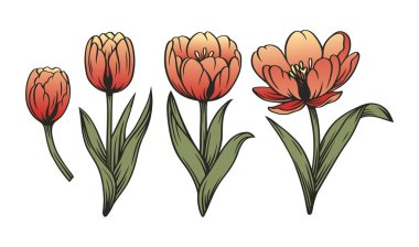 Lale çiçeği ve tomurcuk bağlama seti. Tasarım dekorasyonu için vektör ögeleri.