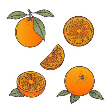 Portakallar hazır. Düz çizgi biçiminde tropikal meyve tasarım elementlerinin toplanması. Vektör illüstrasyonu.