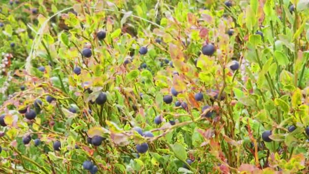 Wild Blueberry Blowing Wind Summer Time — Stok Video