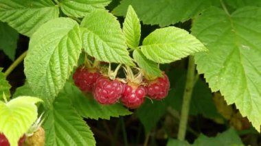 Rüzgarda esen olgun yabani ahududu toplanmaya hazır.