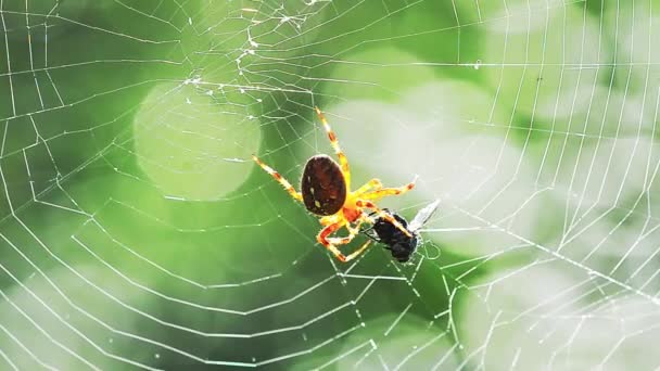 Araignée Attraper Manger Une Mouche Par Une Journée Été Ensoleillée — Video