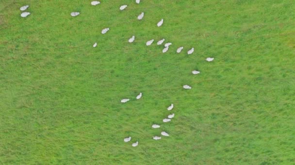 白生态羊在田里吃草 — 图库视频影像