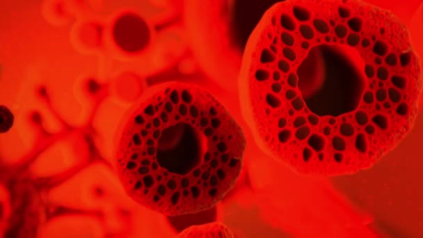 Bloedarmoede Onder Microscoop Bekijken Animatie — Stockvideo