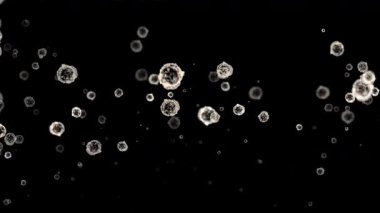 Beyaz parçacıklar siyah zemin boyunca hareket eder, hücreleri, mikropları, toz zerrelerini veya diğer mikroskobik organik maddeleri taklit ederler. Tıbbi veya bilimsel videolar için ideal.