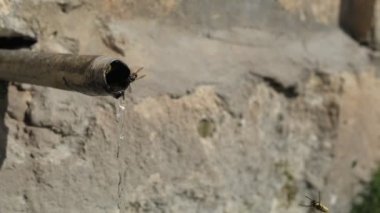 Su içmek çeşmedeki küçük arılar, arılar bal yapmak için dolaşır ve su içerler, bal arısı tehlikeli durumlarda sokar.