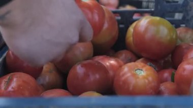 İnsanlar göğsündeki güzel kırmızı domatesleri elleriyle seçiyor. Bahçede üretilen organik sebzeler pazarda insanlarla tanışıyor.