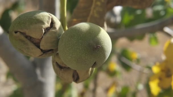 Cores Nozes Verdes Ramo Noz Conchas Verdes Balançando Vento Frutas — Vídeo de Stock