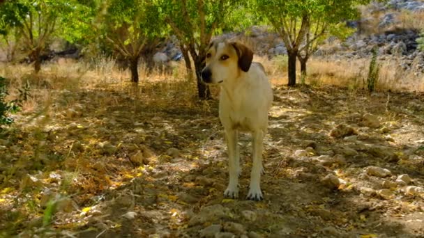 Cão Vadio Olhando Para Trás Cão Meio Jardim — Vídeo de Stock