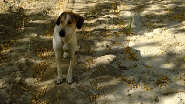 Stray Cão Caminhando Direção Câmera Meio Jardim Cão Abanando Sua — Vídeo de Stock