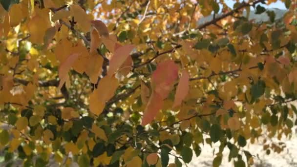 树叶的颜色变了 秋天开始落下 树叶和枝条在风中摇曳 树叶是棕色的 — 图库视频影像