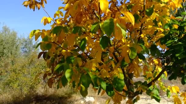Folhas Mudam Cor Outono Ramo Árvore Amarela Folhas Árvore Meio — Vídeo de Stock