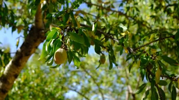 木の上に高いアーモンドの新しい収穫 木の枝に熟したアーモンド 晴れた日の農家の仕事 生産部門は国にとって重要です — ストック動画