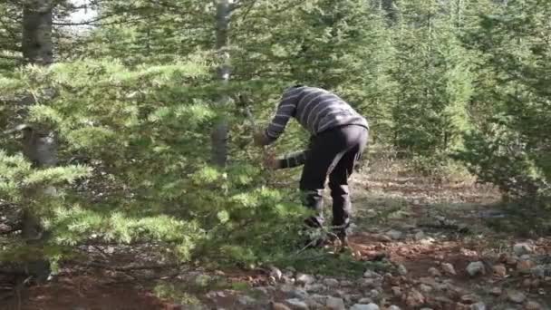 森の中の若い男は斧で木を切り 人々は木から木を手に入れ 自然の中で働くことは疲れ いくつかの人々の趣味はハイキングです — ストック動画