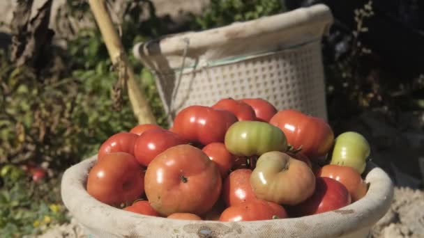 Czerwone Pomidory Szarym Wiadrze Stojącym Środku Ogrodu Rolnik Który Wypełnia — Wideo stockowe