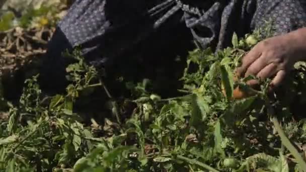 Farmer Harvesting Tomatoes Womans Hands Picking Fresh Tomatoes Organic Garden — Stock Video