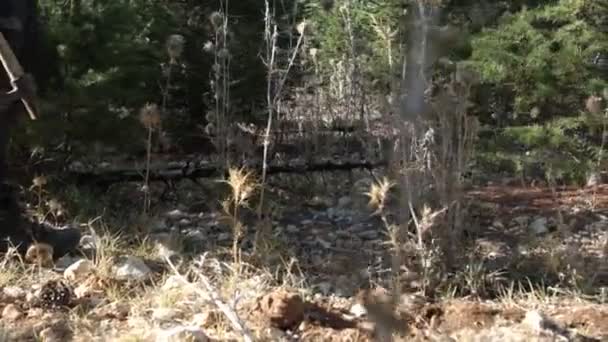 Omul Toporul Mână Mers Jos Prin Pădure Zdrobind Spini Cizmele — Videoclip de stoc