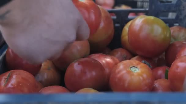Люди Вибирають Красиві Червоні Помідори Грудях Своїми Руками Органічні Овочі — стокове відео