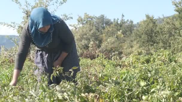 Boer Hijab Vrouw Plukken Van Tomaten Tuin Boer Planten Van — Stockvideo