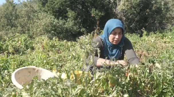 Жінка Садівник Збирає Помідори Відро Зеленому Саду Жінки Фермери Які — стокове відео
