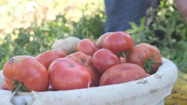 Tomates Vermelhos Frescos Balde Plástico Agricultores Colocam Legumes Frescos Jardim — Vídeo de Stock