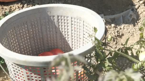 庭の地面に立つ灰色のバケツにトマトが包まれ 赤いトマトの収穫時間 農地の農業 — ストック動画