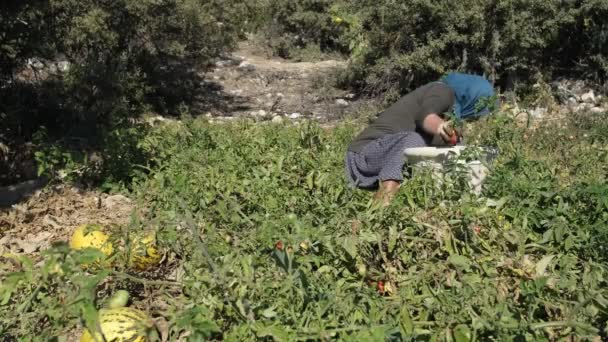Мусульманская Женщина Собирает Спелые Органические Овощи Середине Сада Спелые Дыни — стоковое видео