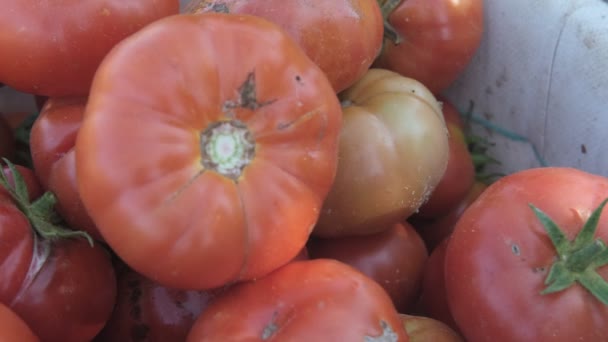 Tomates Orgánicos Frescos Recogidos Ponen Cubo Verduras Cultivadas Sin Pesticidas — Vídeos de Stock