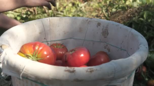 庭の白いプラスチック製のバケツの中で新鮮に収穫された有機赤いトマトのトップビュー 農家は収穫時に熟した野菜を収集します — ストック動画