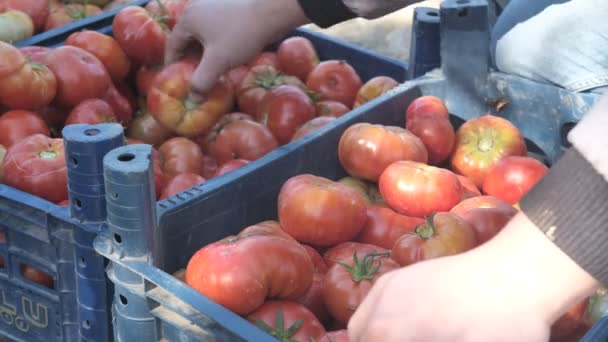 Gente Elige Los Tomates Que Han Recogido Cuidadosamente Del Jardín — Vídeo de stock