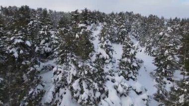 Dağın tepesindeki donmuş ağaçlar soğuk güneşli bir günde beyaz karla kaplıydı. Hava aracı görüntüsü, karlı beyaz renkler.
