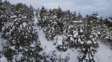 Soğuk ve bulutlu havada karla kaplı çam ağaçlarının drone görüntüsü, her bir dal yeşil çam ağacı karla kaplı.