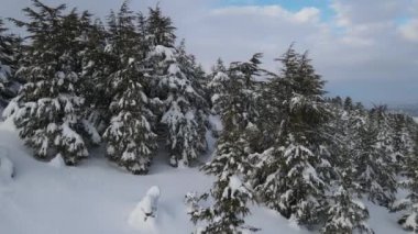 Soğuk ve bulutlu havada karla kaplı çam ağaçlarının drone görüntüsü, kışın kırsal bölgelerde daha fazla kar, karla kaplı çam ormanı