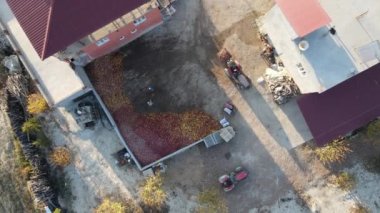 Toplanan renkli elmaların traktörden kamyona taşınması, çiftçilerin meyve transferi için çalışması, depolanan elmaların kamyona aktarılması