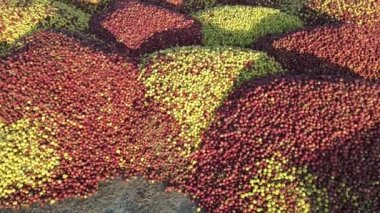 Gökyüzünden görünen renkli elma yığınları, çiftçiler tarafından bahçeden toplanan elmalar, yere dökülen meyve tepeleri.