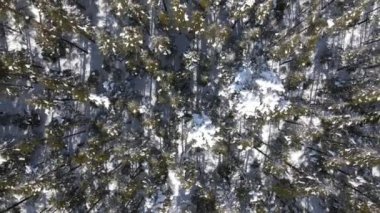 Bir dağın tepesindeki soğuk karlı bir ormanın havadan görünüşü, dağda kış, çam ormanı karla kaplı.