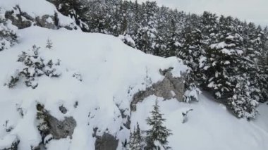 Kışın karla kaplı bir çam ormanının havadan görünüşü, kışın karla kaplı bir ormanın hava aracı görüntüsü.