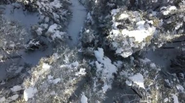Havadan bakıldığında her ağaç dalı tamamen karla kaplıdır. Kışın ormanda donmuş köknar ağaçları, donmuş çam ağaçları.