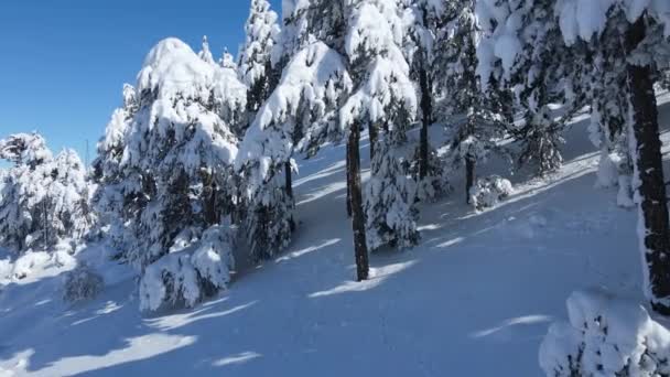 Drone Nevado Vista Través Los Árboles Bosque Frío Día Invierno — Vídeo de stock