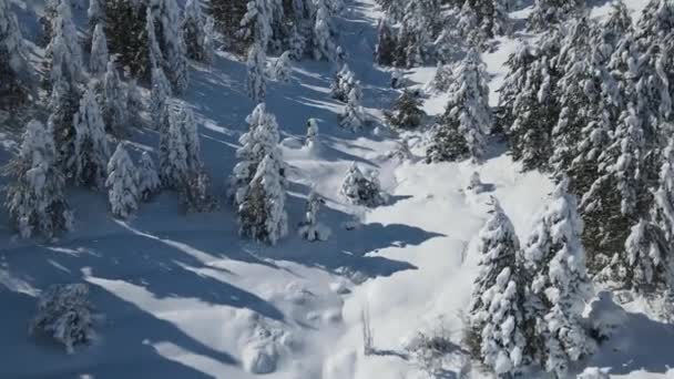 山頂からの木々の間の雪景色 雪の木 凍る山の景色 — ストック動画