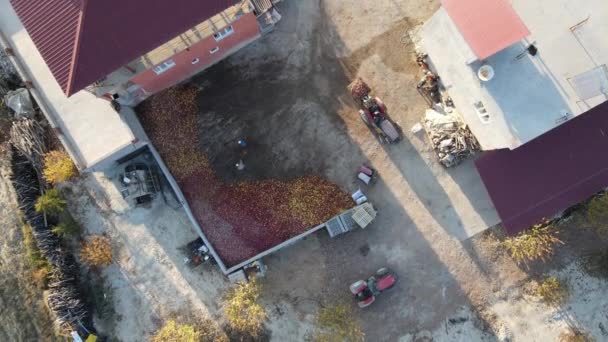 Obraz Zebranych Kolorowych Jabłek Przewożonych Ciągnikiem Ciężarówki Rolnicy Pracują Przy — Wideo stockowe