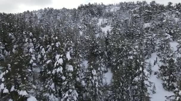 美丽的冬季风景 有白雪覆盖的落叶松树 冬季白雪覆盖的松树林 冬季白雪覆盖的森林 — 图库视频影像