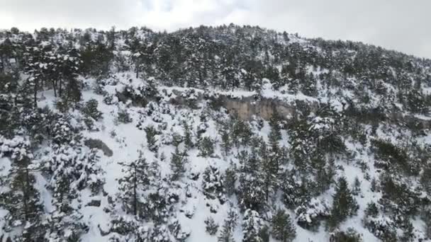 Вид Воздуха Снежные Вершины Леса Туманный Зимний День Каждая Ветка — стоковое видео