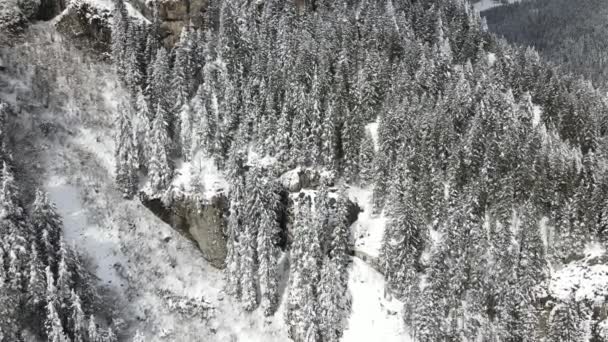 Floresta Inverno Com Árvores Nevadas Vista Aérea Montanha Natureza Inverno — Vídeo de Stock