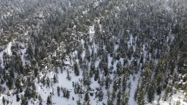 冬は雪に覆われた森林の山の中でモミの木のすべての枝の空中ビュー 冬は非常に寒いです — ストック動画